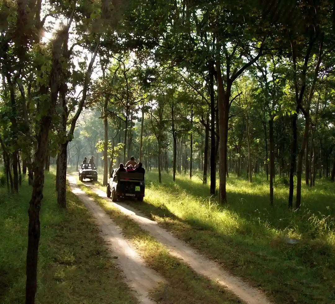 Keoladeo Jungle Safari